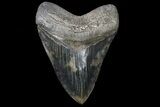 Serrated, Megalodon Tooth - Mottled Coloration #69757-1